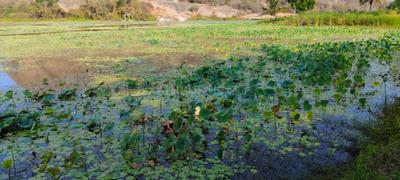 Image of 5989 Sq.ft Residential Plot / Land for sale in Ramanagara, Bengaluru for Rs. 7181431