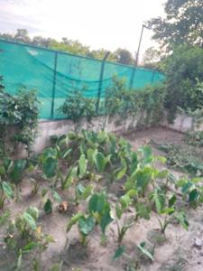 Image of 181440 Sq.ft 4 BHK Farm House for sale in Sector 135, Noida for Rs. 45000000
