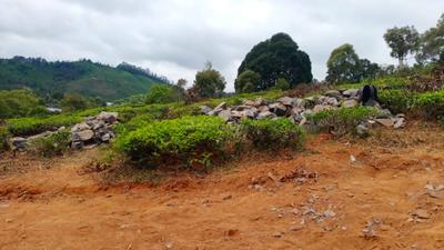 Yercaud Plot View 3