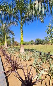 Image of 2216 Sq.ft 4 BHK Independent House for sale in Kingstown, Dunda, Raipur for Rs. 8420000