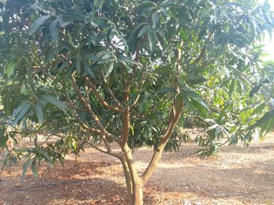 Image of 90000 Sq.ft Residential Plot / Land for sale in Trimbak, Nashik for Rs. 27500000