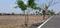Annur Plot View 2