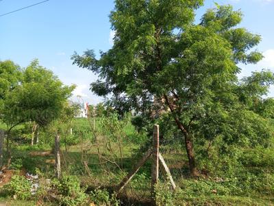 Padappai Plot View 2