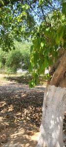 Image of 1000 Sq.ft Residential Plot / Land for sale in Palam Vihar, Gurgaon for Rs. 195000000