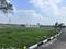 Thamaraipakkam Plot View 2