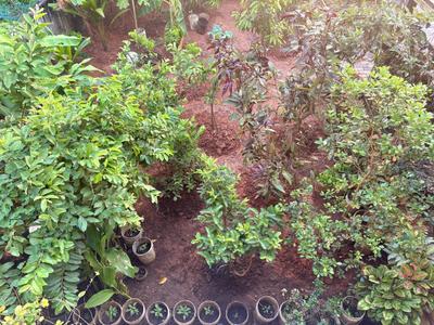 Image of 2500 Sq.ft 3 BHK Independent House for sale in Alangad, Kochi for Rs. 11000000