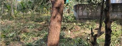Sangrampur Basirhat Plot View 2