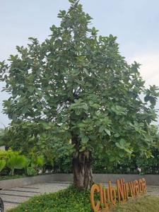 Residential Plot