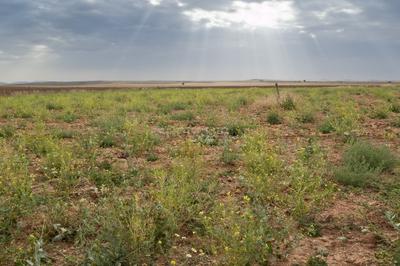 Image of 23000 Sq.ft Residential Plot / Land for sale in Chharodi, Ahmedabad for Rs. 402500000