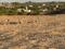 Chirner Plot View 2