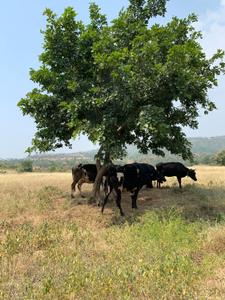 Image of 11000 Sq.ft Residential Plot / Land for sale in Bhor, Pune for Rs. 2090000