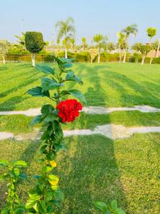Image of 1500 Sq.ft Residential Plot / Land for sale in Wing Lucknow Greens Plots, Sultanpur Road, Lucknow for Rs. 8300000