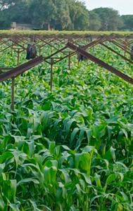 Image of 30351 Sq.ft Residential Plot / Land for sale in Ugaon, Nashik for Rs. 45000000