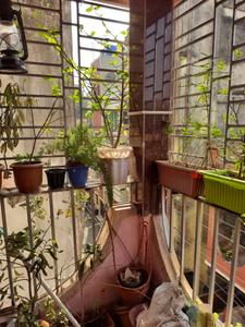 Balcony Image of 1200 Sq.ft 3 BHK Builder Floor for sale in Bijoygarh Kolkata for Rs. 4500000