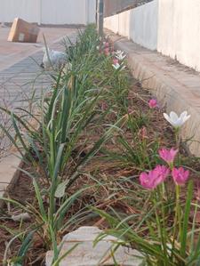 Image of 1200 Sq.ft Residential Plot / Land for sale in Somathanahalli, Bengaluru for Rs. 7788000
