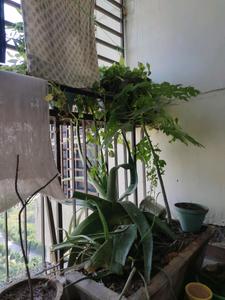 Living Room Image of 953 Sq.ft 2 BHK Apartment / Flat for rent in Jaypee Aman, Sector 151 Noida for Rs. 17000