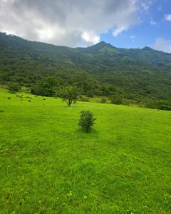 Agricultural Land