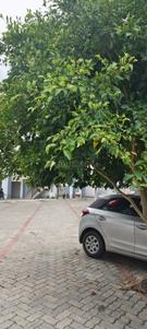 Image of 785 Sq.ft 2 BHK Apartment / Flat for sale in Coral Auriga, Maradu, Kochi for Rs. 4000000