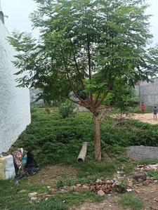 Viram Khand 1 Plot View 1