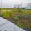 Ringnodiya Plot View 2