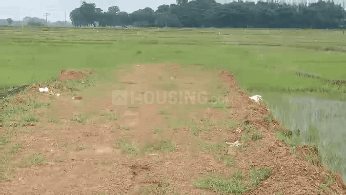 Simaliya Main Image 1