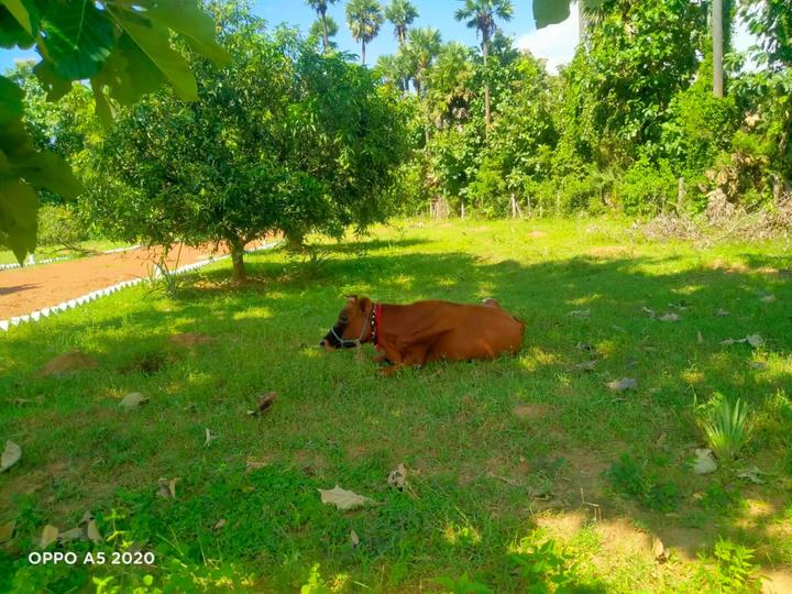 Kothavalasa Plot View 1