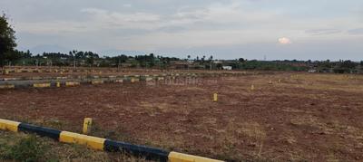 Annur Plot View 2