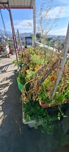 Image of 1080 Sq.ft 2 BHK Builder Floor for sale in Canal Road, Dehradun for Rs. 6000000