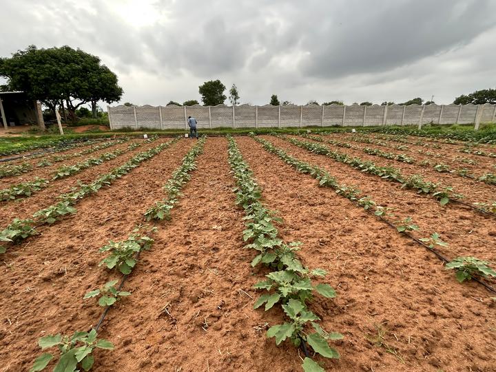 Shamirpet Main Image 1