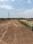 Global Extension Sector 124 Mohali Plot View 2
