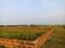 Patrapoda Main Image 1