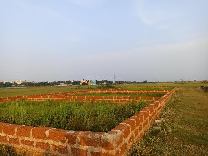 Patrapoda Main Image 1