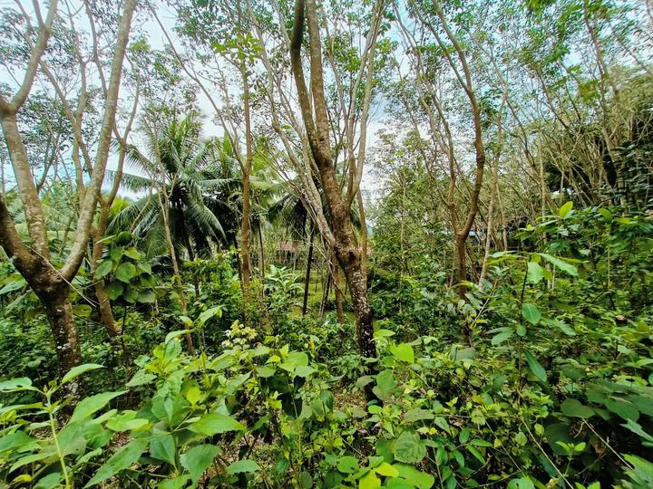 200 Sqft Agricultural Land for Sale in Kadappuram, Kasaragod Property