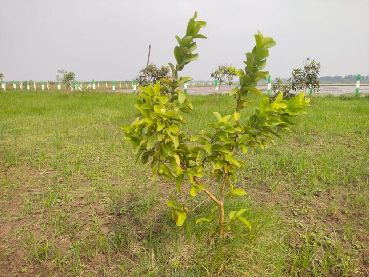 Landscape Avenue Main Image 1