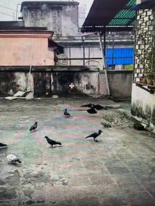 Image of 18000 Sq.ft 12 BHK Independent House for sale in Shyam Bazar, Kolkata for Rs. 135000000