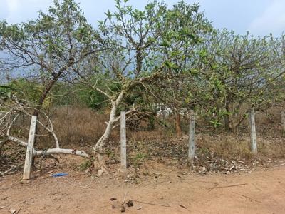 SAIRAM GARDENS Plot View 1