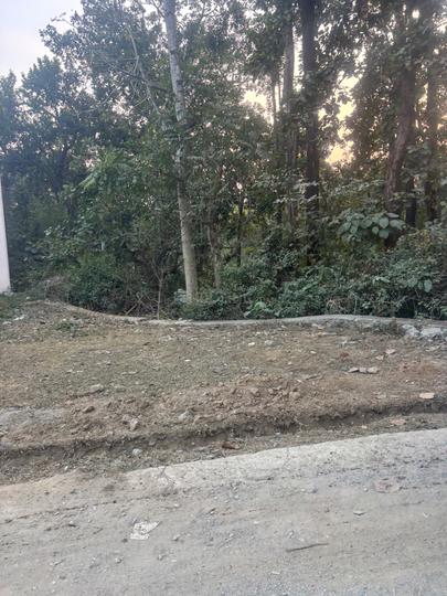 Sinaula mals Main Image 1