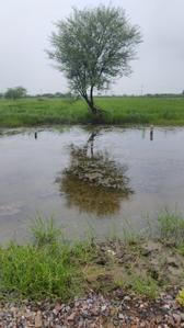 Image of 50 Sq.ft Residential Plot / Land for sale in Silani, Gurgaon for Rs. 750000