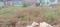 Sampatchak Plot View 2