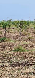 Agricultural Land