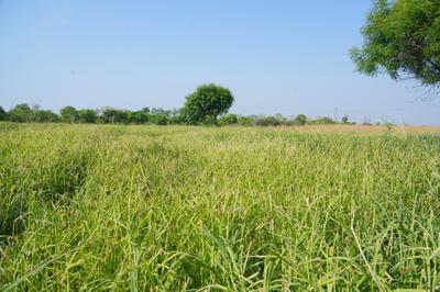 Image of 10000 Sq.ft Residential Plot / Land for sale in Ananda Palyam, Sri Sathya Sai for Rs. 2350000