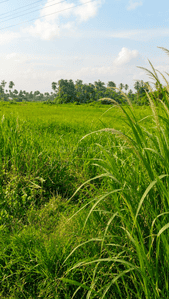 Image of 714 Sq.ft Residential Plot / Land for sale in Sodepur, Kolkata for Rs. 900000