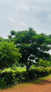 Image of 6000 Sq.ft Residential Plot / Land for sale in Paridhi Nidhivan Farm, Tatibandh, Raipur for Rs. 2850000