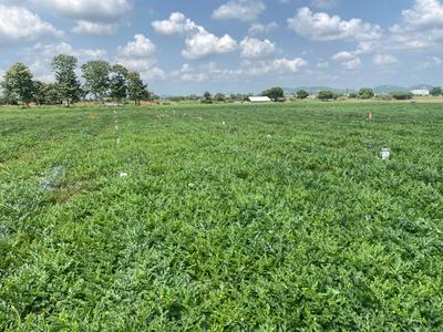 Image of 1200 Sq.ft Residential Plot / Land for sale in Kilpakkam- Arakkonam, Ranipet for Rs. 1000000