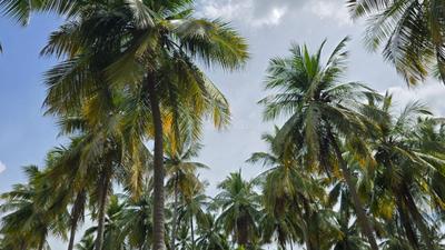 Image of 10890 Sq.ft Residential Plot / Land for sale in Keelamathur, Madurai for Rs. 5000000