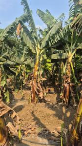 Image of 10000 Sq.ft 2 BHK Farm House for sale in Kapasda, Durg for Rs. 6510000