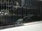 Balcony Image of Good PG  in Koregaon Park, Pune