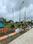 Sirsi Plot View 2