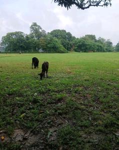 Image of 81021 Sq.ft Residential Plot / Land for sale in Maltoli, Ranchi for Rs. 16740000