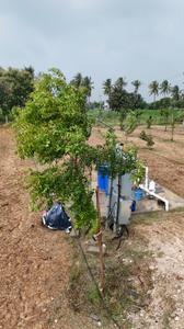 Image of 9600 Sq.ft Residential Plot / Land for sale in Panjappur, Tiruchirappalli for Rs. 8900000